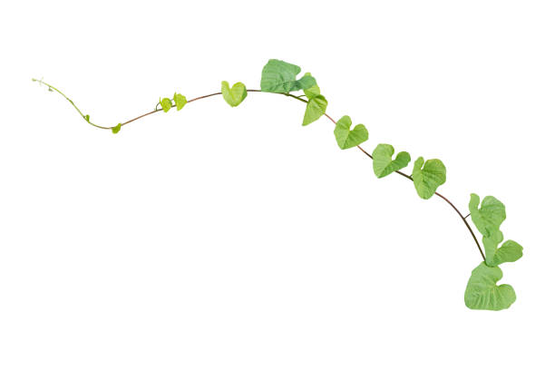 istock Isolated vine plant on white background. Clipping path 1087570500