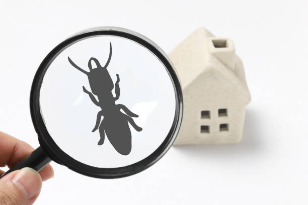 pest control termite exterminate termite stock pictures, royalty-free photos & images