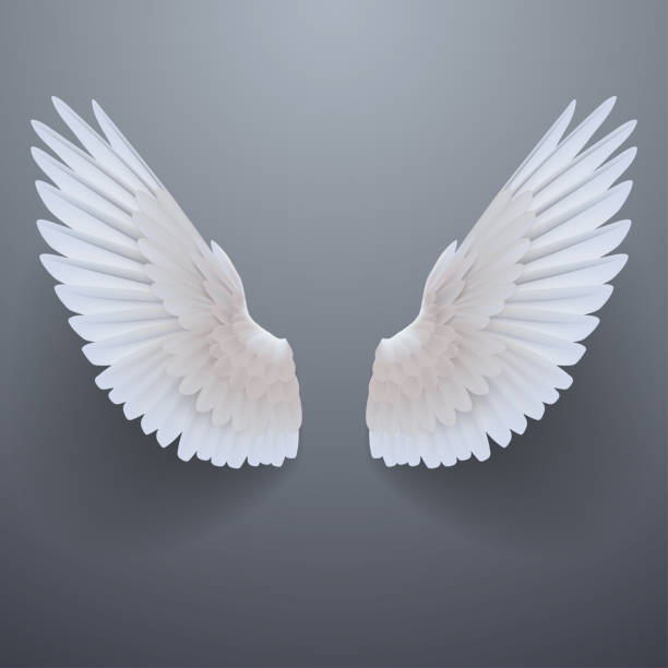 Realistic white wings Realistic white wings in vector angels tattoos stock illustrations