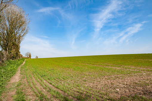 A field with blue sky