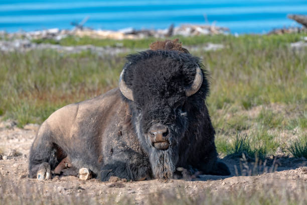 istock American Bison in the Lamar Valley 1087577432