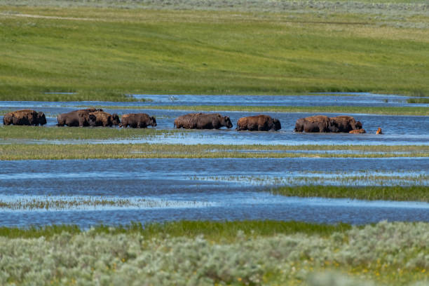 istock American Bison in the Lamar Valley 1087577740