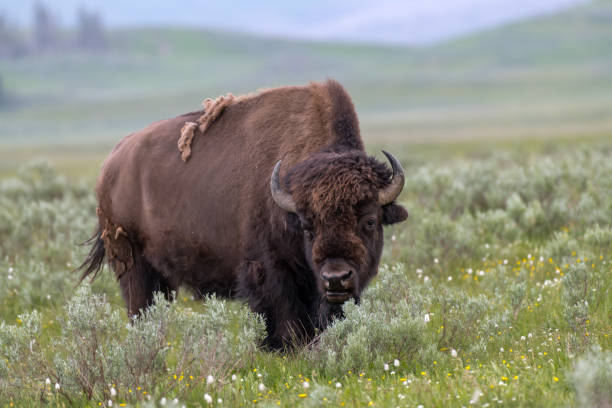 istock American Bison in the Lamar Valle 1087578210