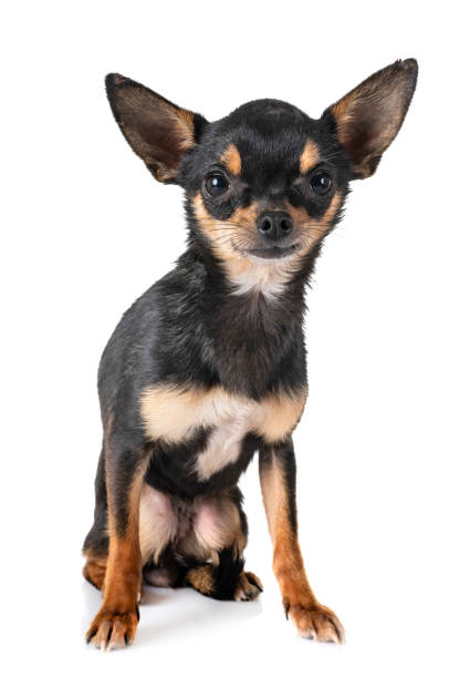 istock little chihuahua 1087584876