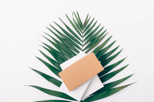 istock Simple flat lay composition of one palm leaf 1087587064