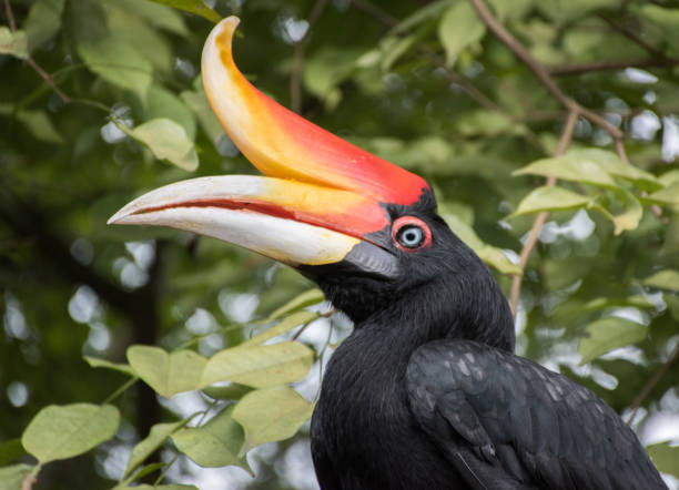 istock Rhinoceros Hornbill at Kuala Lumpur Bird Park 1087587526