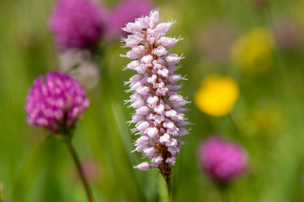 close-up da cabeça de flor desabrochando em prado na primavera - 3693 - fotografias e filmes do acervo