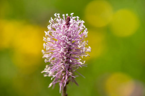 close-up da cabeça de flor desabrochando em prado na primavera - 3695 - fotografias e filmes do acervo