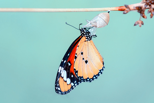 Increíble momento, saliendo de su crisálida de la mariposa monarca photo