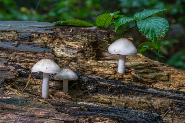 istock Three white toadstools growing on a log with a fly sitting on top of one 1087591910