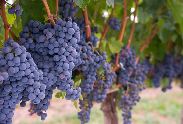 Row of Blue Fruit Grapes Still on Vines Farmers Vineyard Grapes still growing ripe and ready in the Vineyard merlot grape photos stock pictures, royalty-free photos & images