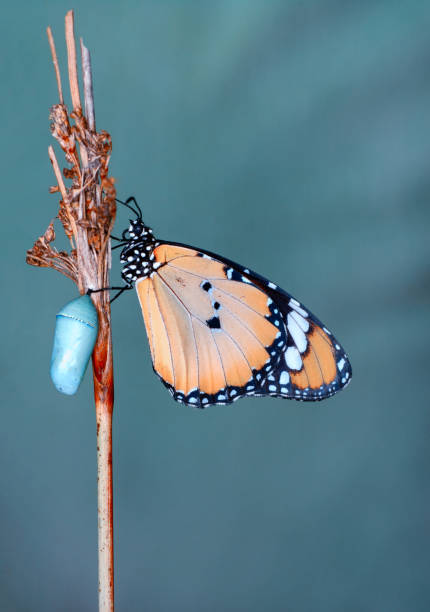 素晴らしい瞬間、その蛹から出てくるモナーク蝶 - butterfly swallowtail butterfly caterpillar black ストックフォトと画像