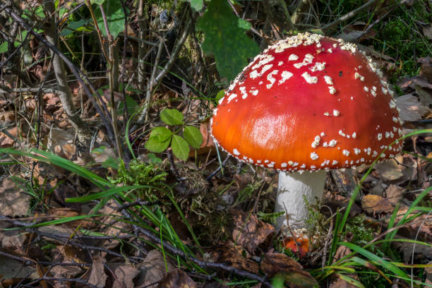 istock Red toadstools in the woods amanita muscaria fly agaric fly amantia 1087594114