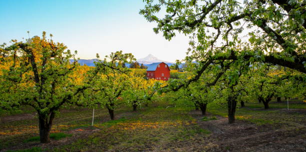 Red Barn in Pear Orchard, Oregon-USA Hood River Valley, Oregon State, USA - April 10 2016 : Pear tree blooming and View of barn and Mount Hood from pear orchard in Hood River Valley. oregon barn farm mt hood stock pictures, royalty-free photos & images