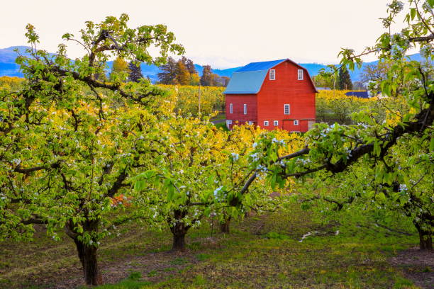 Red Barn in Pear Orchard, Oregon-USA Hood River Valley, Oregon State, USA - April 10 2016 : Pear tree blooming and View of barn and Mount Hood from pear orchard in Hood River Valley. oregon barn farm mt hood stock pictures, royalty-free photos & images