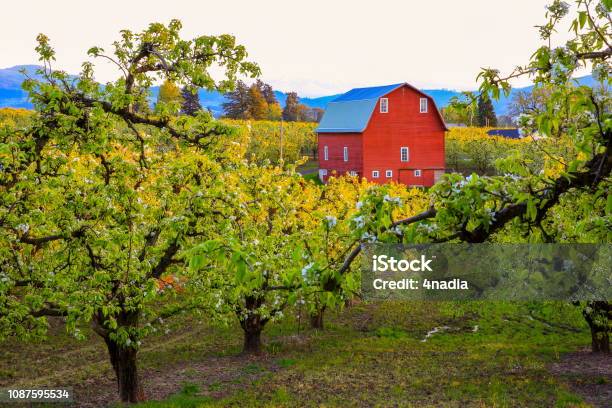 Red Barn In Pear Orchard Oregonusa Stock Photo - Download Image Now - Tree, Oregon - US State, In A Row