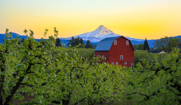 Red Barn in Pear Orchard, Oregon-USA Hood River Valley, Oregon State, USA - April 10 2016 : Pear tree blooming and View of barn and Mount Hood from pear orchard in Hood River Valley. oregon barn farm mt hood stock pictures, royalty-free photos & images