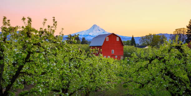 Red Barn in Pear Orchard, Oregon-USA Hood River Valley, Oregon State, USA - April 10 2016 : Pear tree blooming and View of barn and Mount Hood from pear orchard in Hood River Valley. oregon barn farm mt hood stock pictures, royalty-free photos & images