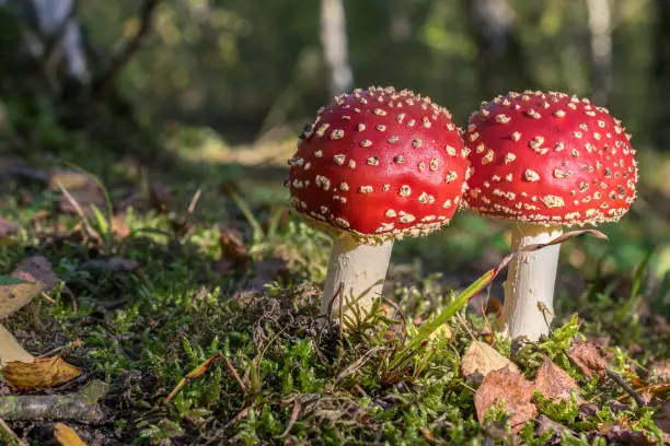 Red toadstools in the woods amanita muscaria fly agaric fly amantia