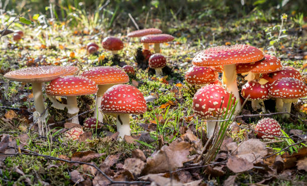 istock Red toadstools in the woods amanita muscaria fly agaric fly amantia 1087595840