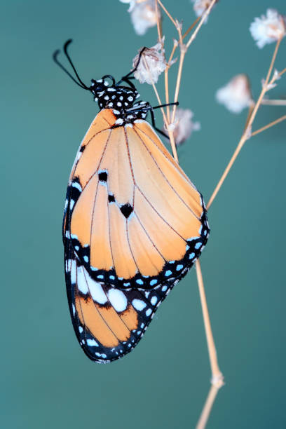 istock Beautiful butterfly sitting on flower 1087596270