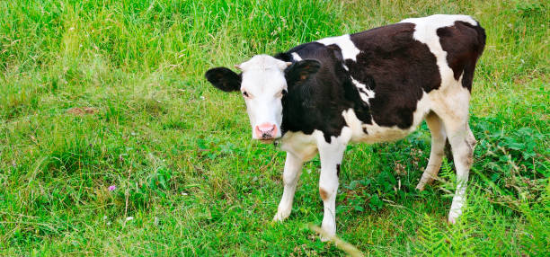 istock Beautiful black and white little calf in green grass. 1087598052
