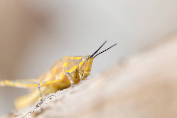 istock Brown grasshopper in nature, Migratory Bird Locust or Brown Spotted Locust (Cyrtacanthacris tatarica) - Image 1087600056