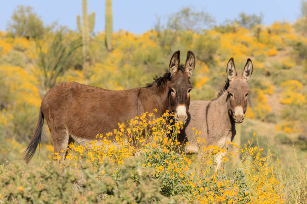 istock Wild Burros in the Arizona Desert 1087600312