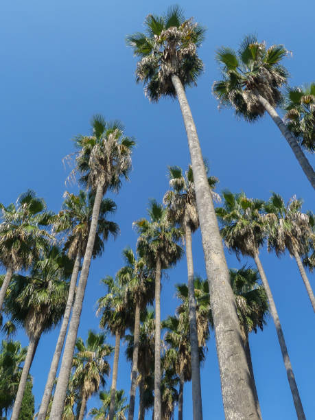 istock palm trees on sunny day with blue sky 1087602490