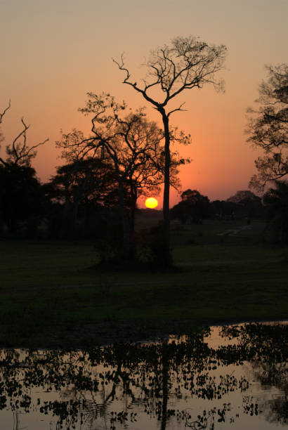 istock Wildlife of the Pantanal 1087603802