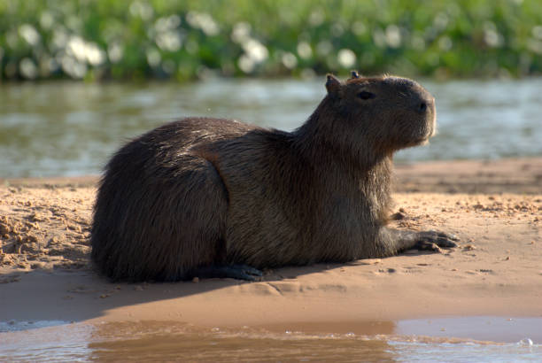 istock Capibara of the Pantanal 1087604008