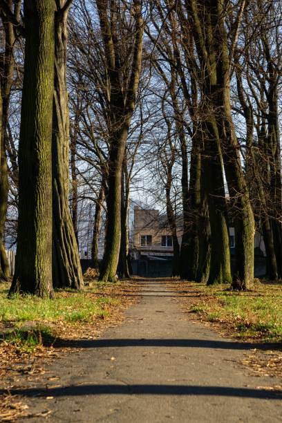 istock Paths in park surounded by trees and covered by leaves during autumn fall. 1087608396