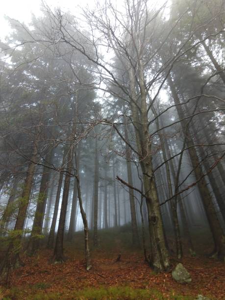 istock Mist in the woods during autumn. 1087609710