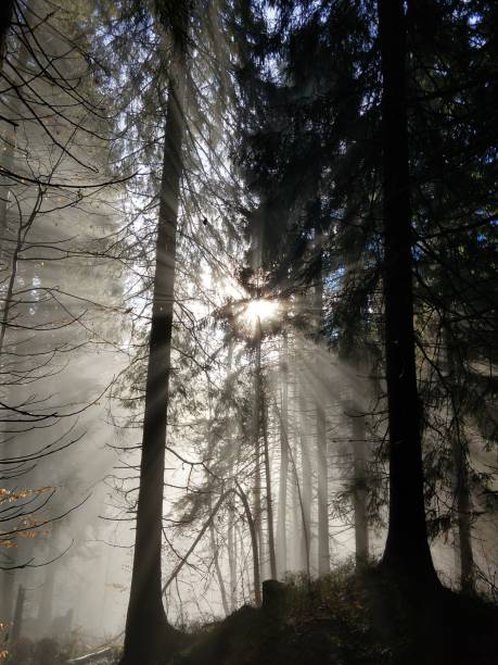 istock Mist in the woods during autumn. 1087609760