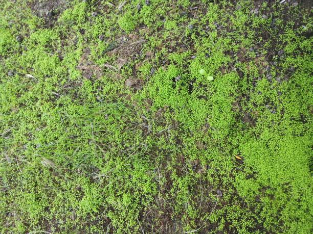 istock Green grass natural background texture, Lawn for the background - Image 1087609772