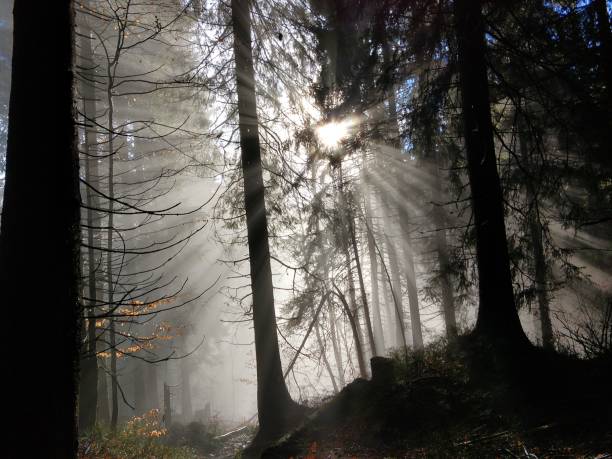 istock Mist in the woods during autumn. 1087609776