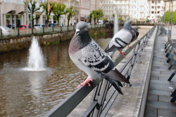 istock Sorry, but we're having trouble processing your request.   If you continue to receive this message, please try again at a later time, or contact your local office and provide the support reference ID below. Thanks for your patience.  Support reference ID: 1087610430