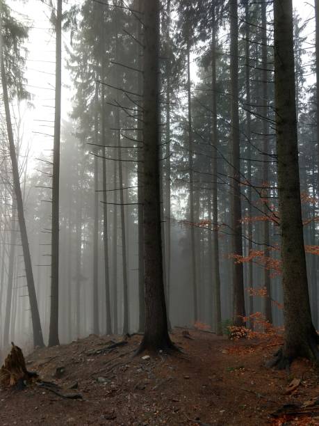 istock Mist in the woods during autumn. 1087611136