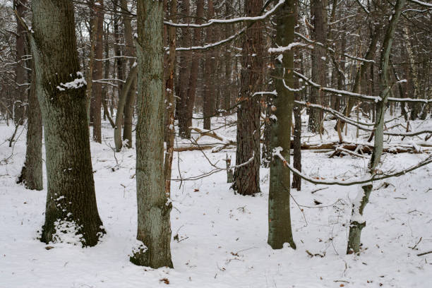 istock Bare brown trees in winter snow landscape 1087611458