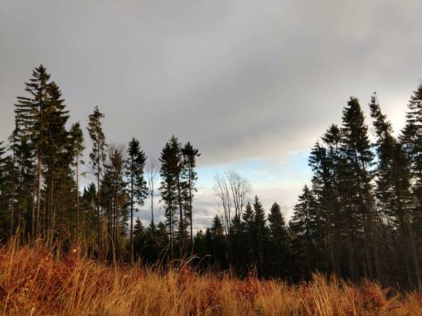 istock Mist in the woods during autumn. 1087612766