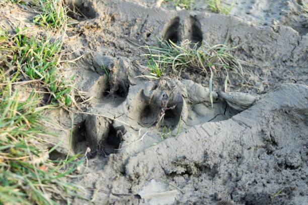 istock Deer footprint in the mud. 1087615246