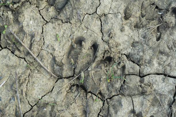istock Deer footprint in the mud. 1087615318