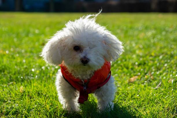 istock Bichon dog in red jacket during winter. 1087615508