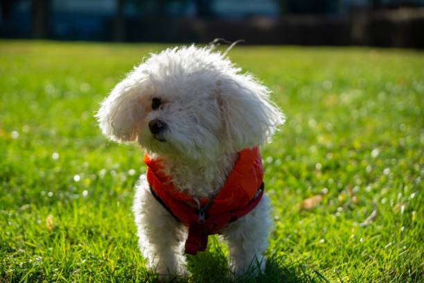 istock Bichon dog in red jacket during winter. 1087615512