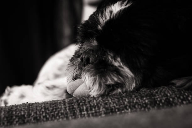 istock Sleeping Shih-tzu dog with tongue out. 1087615562