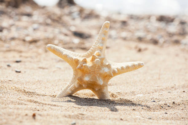 istock Straw hat, sunglasses and starfish isolated on beach. 1087617460