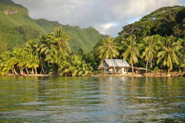 istock Rustic house and coconut trees French Polynesia 1087617682