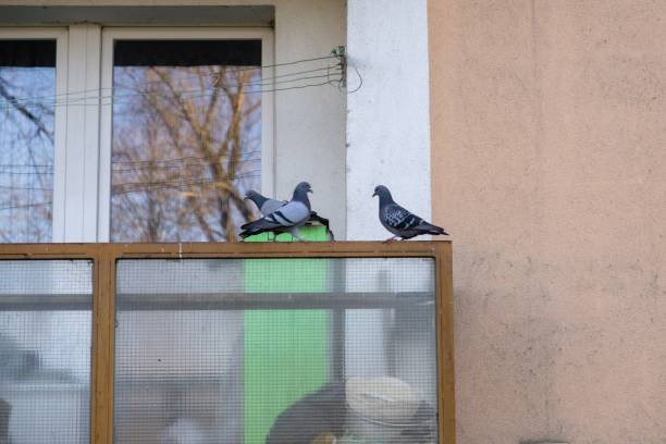 istock Pigeon birds on the balcony. 1087619006