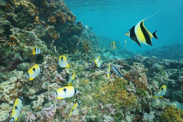 istock Reef with tropical fish Raiatea French polynesia 1087619630