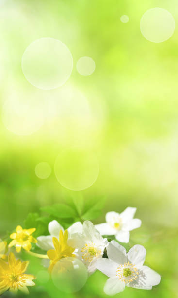 istock Spring flowers in a green background 1087620998